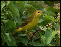 _8SB8983 yellow warbler